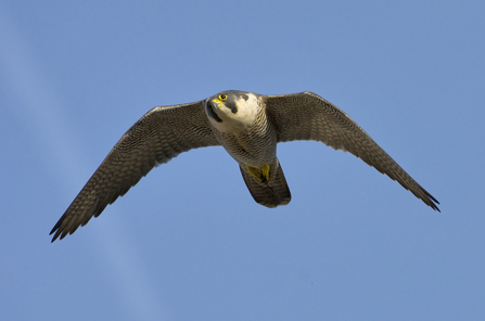 Peregrine falcon 