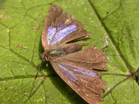 A purple hairstreak butterfly. Picture: Philip Precey