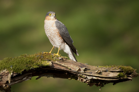 Sparrowhawk by Mark Hamblin/2020Vision