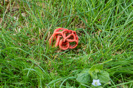 A stinkhorn fungus that sprouted in the Caversham garden of Terry Driscoll in July 2021. Picture: Tony Hayward