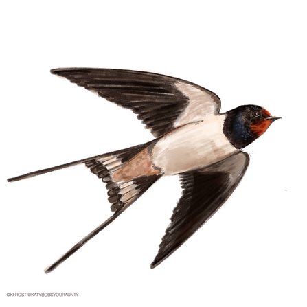 Swallow