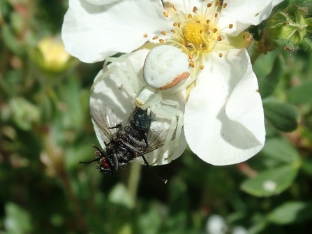 White crab spider