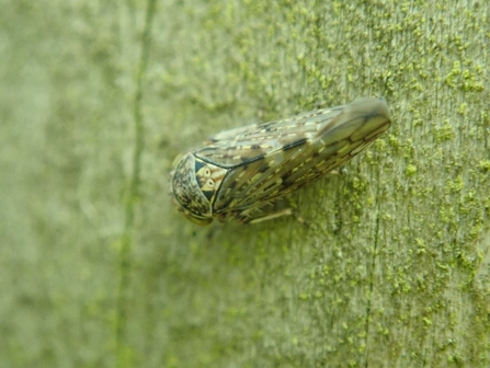 Leaf hopper