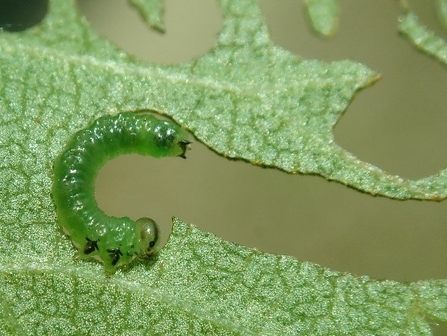 Sawfly larva eating elm leaf