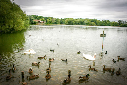 Water birds congregating on the lake at the Nature Discovery Centre. Picture: Pete Hughes