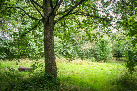 The woodland paddock at the Nature Discovery Centre where a new bird hide is set to be installed. Picture: Pete Hughes