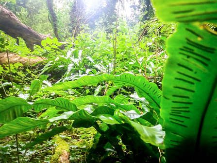 Ferns thriving at Hook Norton Cutting nature reserve in West Oxfordshire. Picture: Pete Hughes