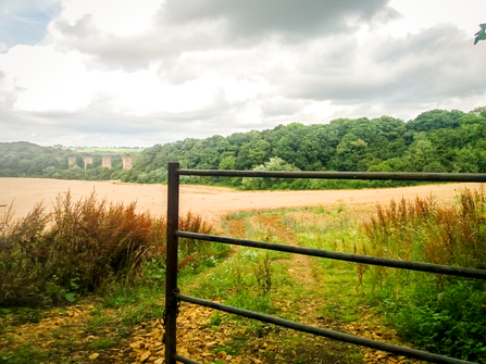 The old stone pillars which used to support a viaduct carrying part of the Great Western Railway rise up out of the trees at Hook Norton Cutting nature reserve in West Oxfordshire. Picture: Pete Hughes