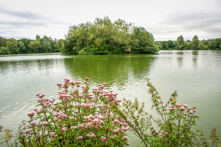 The island at the centre of the lake at the Nature Discovery Centre in Thatcham. Picture: Pete Hughes