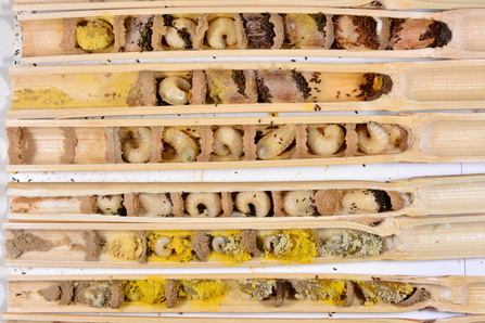 Bee hotel tubes opened with nests of osmia bicornis at different development stages. The younger stages are at the bottom of the picture (eggs) and the older stages are at the top, with cocoons containing the pupa on the top right. Picture: Gilles San Martin/ Wikimedia Commons