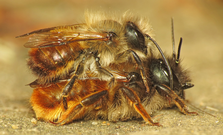 A mating pair of red mason bees (osmia bicornis). Picture: Martin Cooper/ Wikimedia Commons