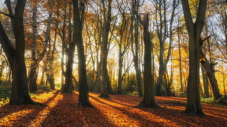 Beech trees in an autumn woodland. Picture: Andy Bartlett