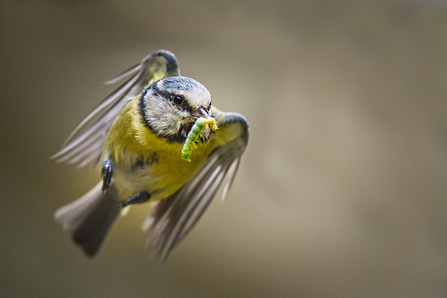 A blue tit with a caterpillar. Picture: Gillian Lloyd