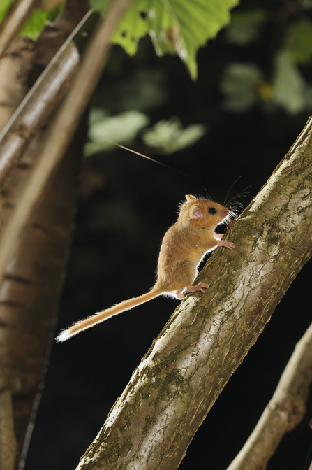 A dormouse running up a tree branch. Picture: Terry Whittaker/2020Vision