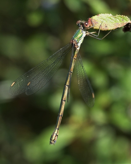 A willow emerald damselfly at BBOWT's Hosehill Lake reserve. Picture: Derek McEwan