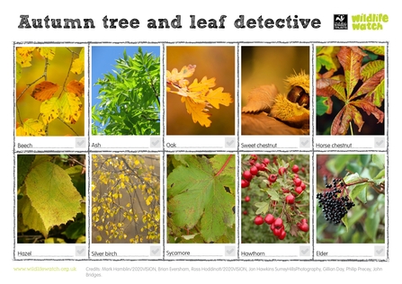 Autumn tree and leaf spotting sheet