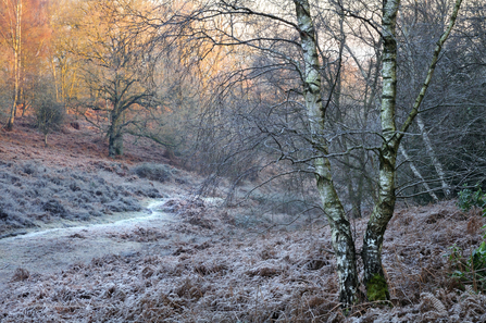 Bowdown Woods in winter. Photo by Rob Appleby