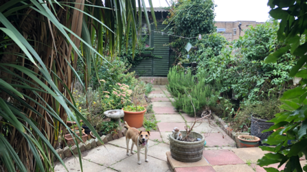 Garden with patio slabs and dog