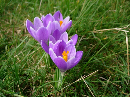 Clump of crocuses