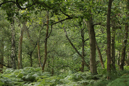 A view through a green landscape of trees and moss