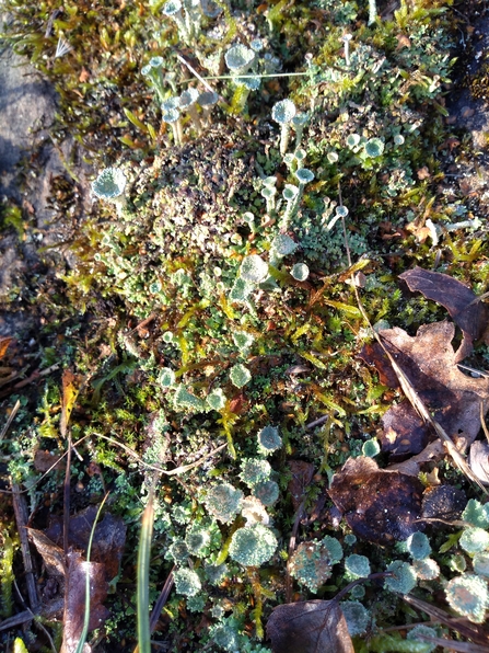 Pixie cup lichen