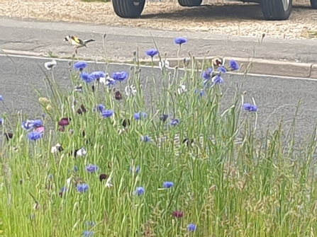 Goldfinch on cornflowers