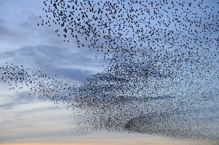 Starling murmuration at dusk