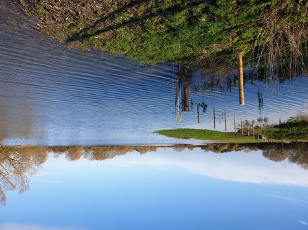 Flooded meadows