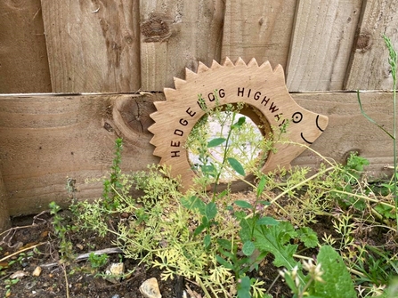 Hedgehog hole created in fence