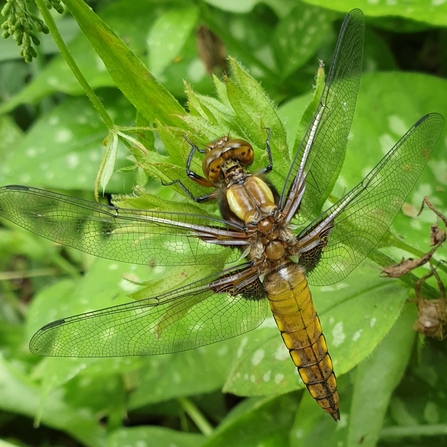 Dragonfly 