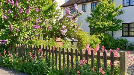 Front garden with lilac and flowers