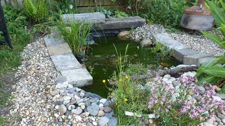 Wildlife pond surrounded by plants