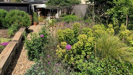 A mix of plants for pollinators in a back garden