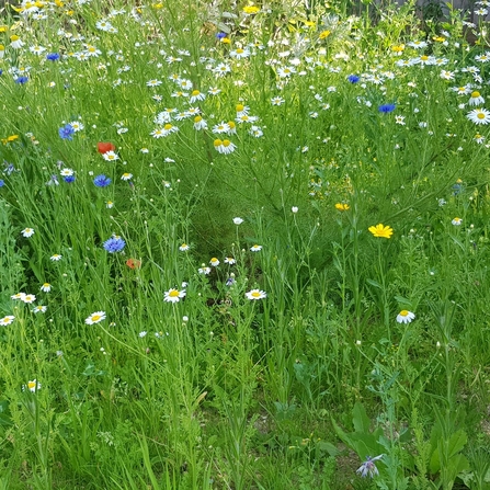 Wild flowers