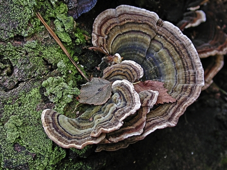 Turkey tail fungi growing on tree