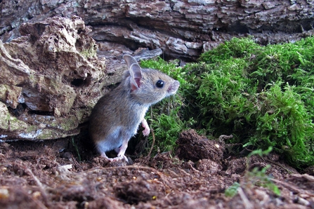 Wood mouse by Margaret Holland