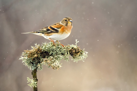 Brambling perched on a lichen twig