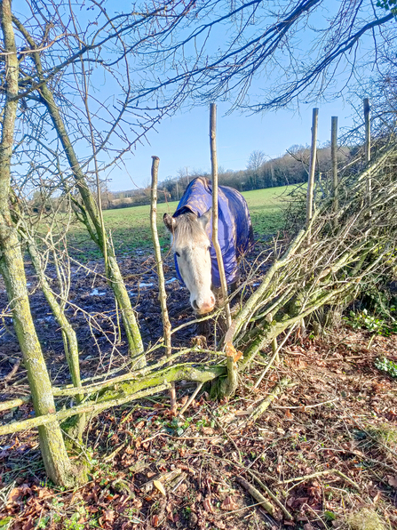 A horse pokes its head through a gap in a hedgerow that is in the process of being repaired, using traditional hedgelaying techniques. Picture: Robert Cooke