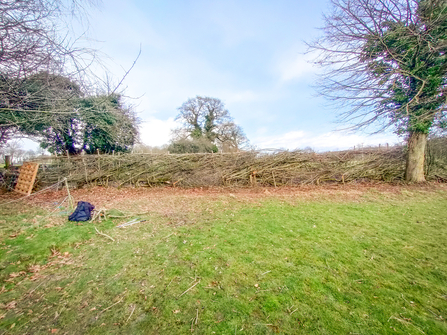 A newly-laid hedgerow, done using traditional hedgelaying techniques. Picture: Robert Cooke