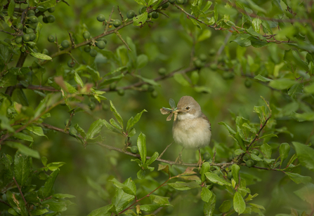 A whitethroat (sylvia communis) perched in a hedgerow with food for its young at Hope Farm, Cambridgeshire. Picture: Andrew Parkinson/ 2020Vision