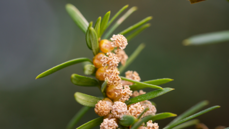 Yew tree flowers. Picture: Erik Agar/ Getty Images