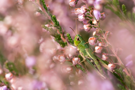 A grasshopper sits on a branch with pink flowers