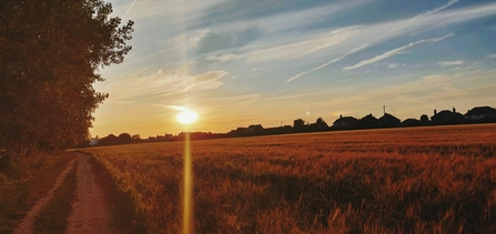 the sun sets over a field casting long rays across it