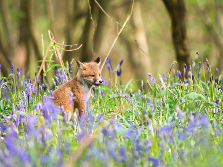 Fox cub in bluebells. Picture: Andrew Marshall