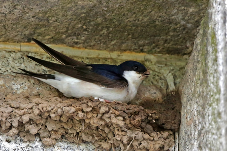 A nesting house martin. Picture: Margaret Holland