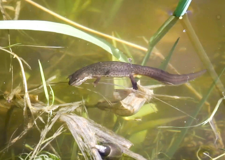 A female smooth newt laying an egg. Picture: Mark Bradfield