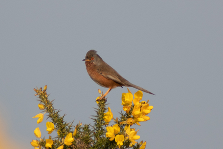 A Dartford Warbler sits on top of a gorse bush