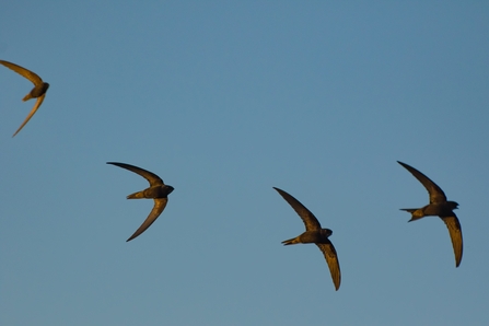 Swifts