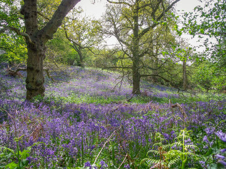 Bluebells at Sydlings Copse. Picture: Martyn Lane