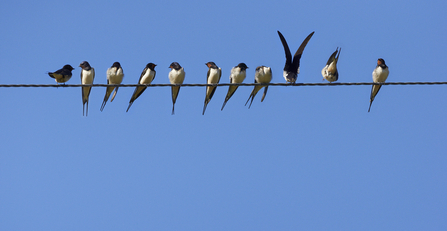 Swallows perched along a telegraph wire against a blue sky, The Wildlife Trusts